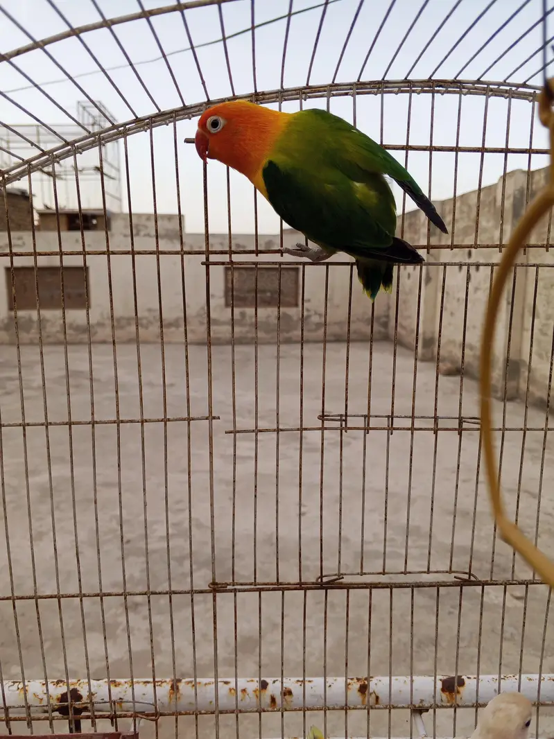 Beautiful Lovebirds breeder pair — photo 4