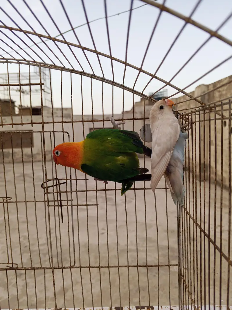 Beautiful Lovebirds breeder pair — photo 5