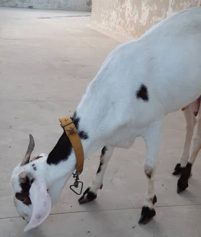 Female Goat 4 daant for sell
