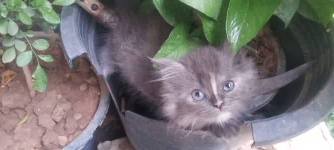 Persian cats
