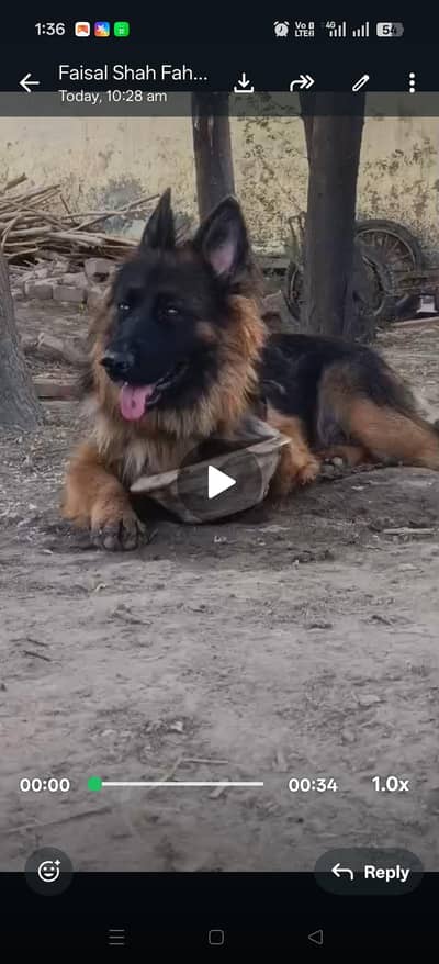 German shepherd female with docomints