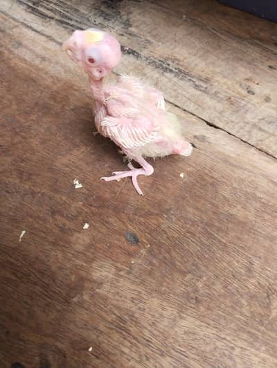 handtam cocktail chick