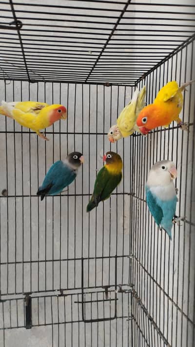 i was to sell my love birds