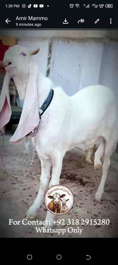 2,4 dant heavy gulabi bakray for qurbani.