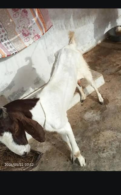 bakri for seal 4 dant bakri hai 0/3/1/5/2/8/2/2/7/2/2