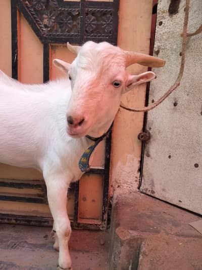 2 Daant bakri Sale