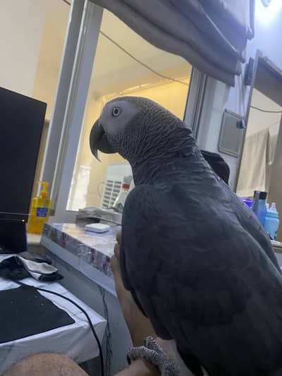 1.5 Year African grey Parrot For Urgent Sale