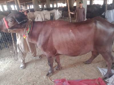 Healthy Qurbani Buffalo for Sale | Heavy Weight