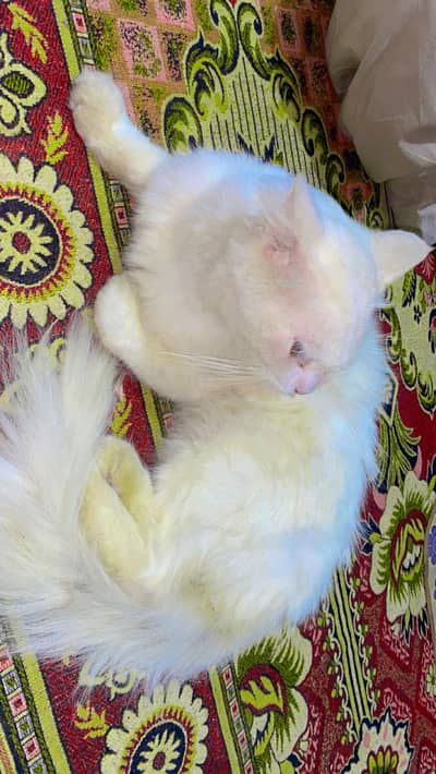 Persian cat (male) for sell