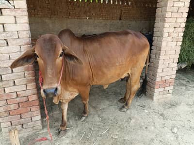 cow for sale qurbani