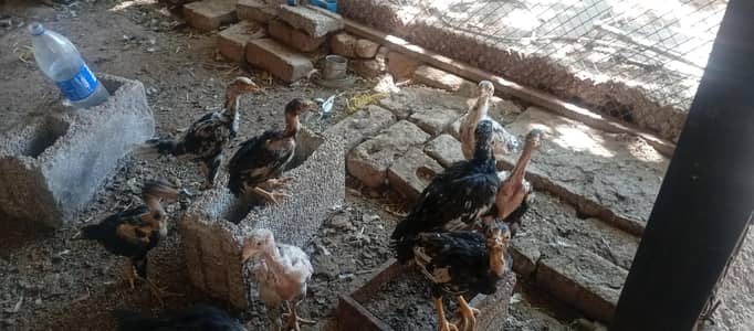 chicks of successful Pair