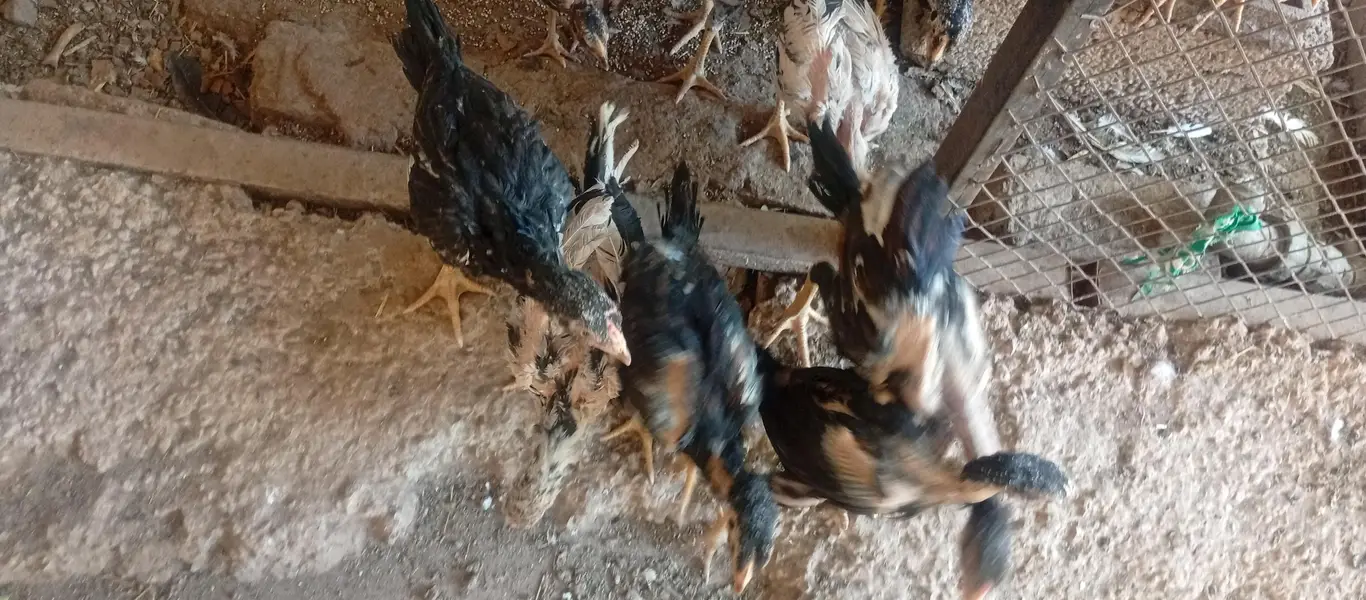 Laraka Murga Chicks — photo 2