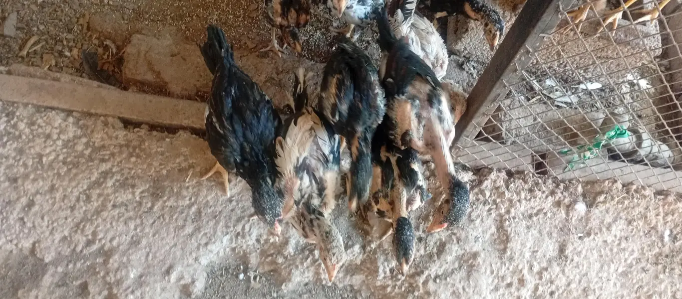 Laraka Murga Chicks — photo 3