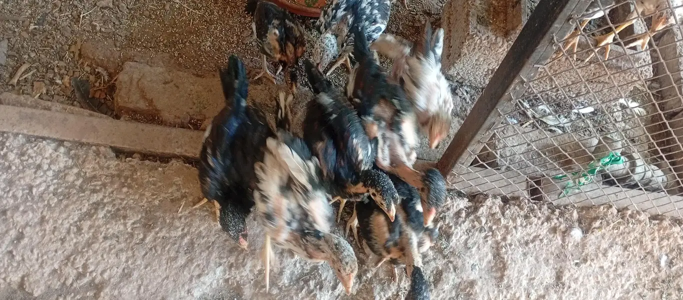 Laraka Murga Chicks — photo 4