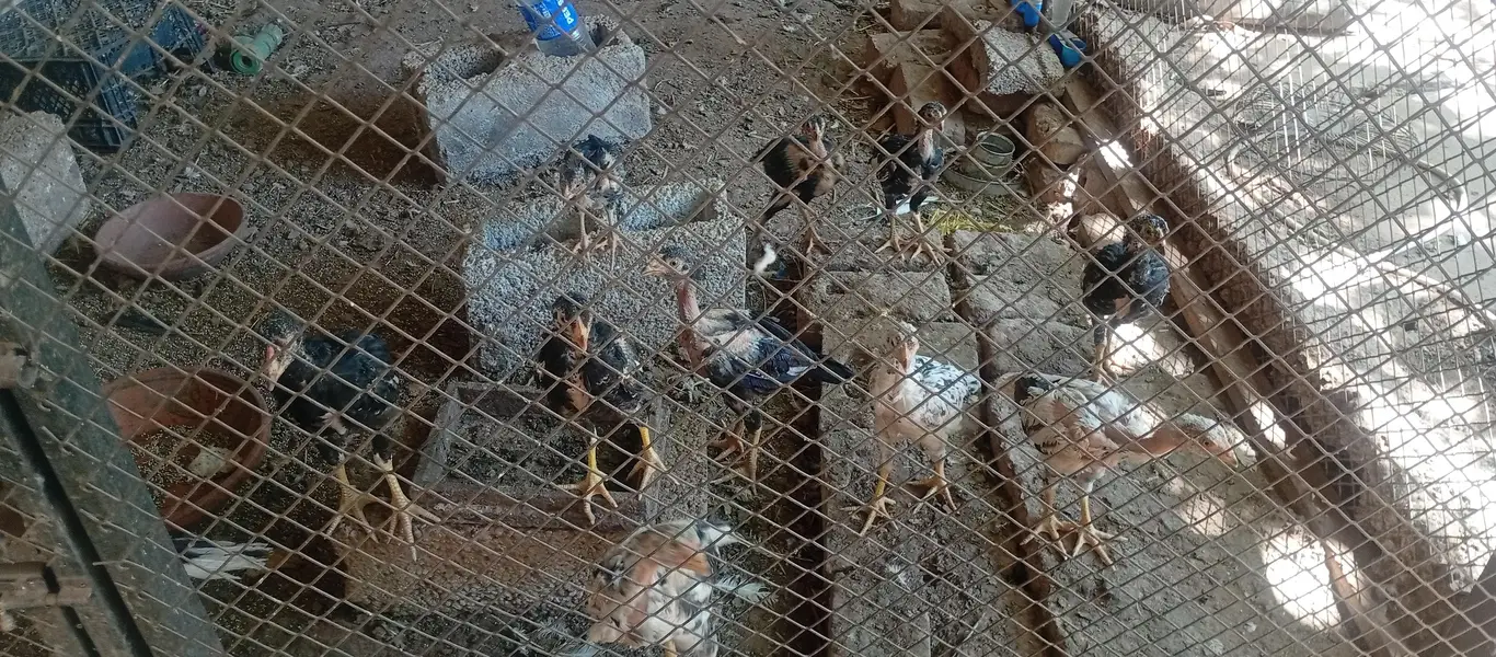 Laraka Murga Chicks — photo 5