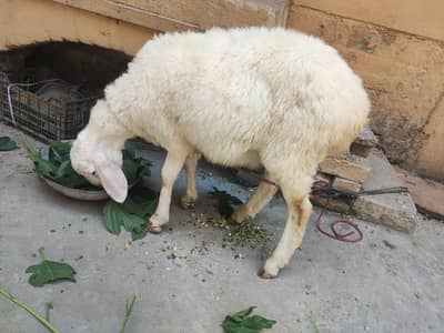 Dumba for Qurbani | 9 month old