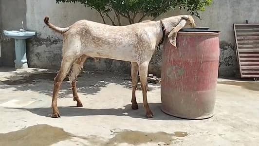 2 dant bakra for sale