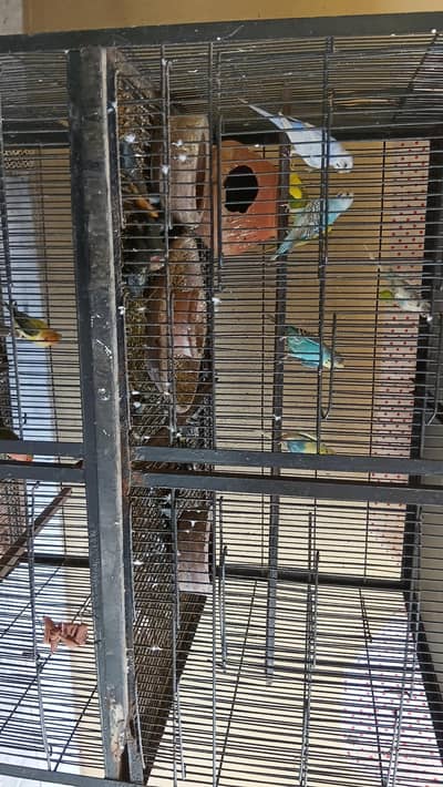 4 pair of australian parrots and 1 pair of love bird