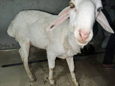 dumba for sell healthy ha