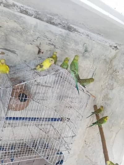 Budgies
