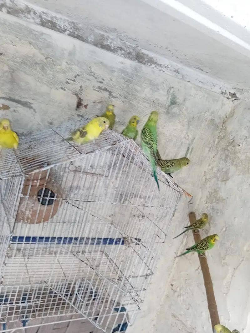 Budgies 0