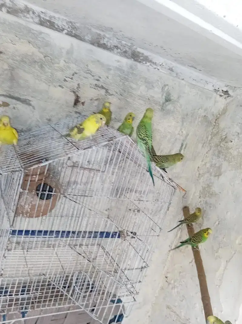 Budgies