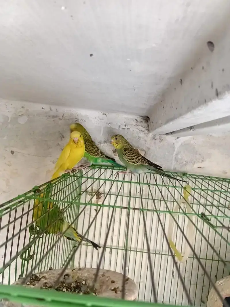 Budgies — photo 2