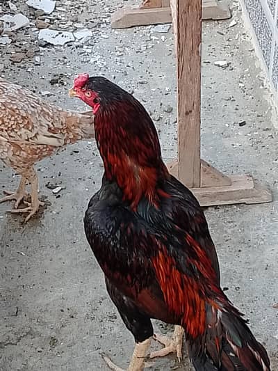 morga for sale