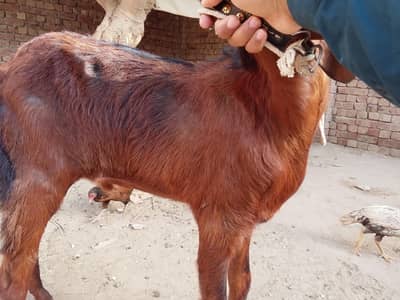 Beautiful goats