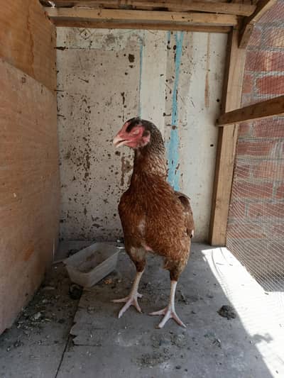 old Bloodline aseel female for sale