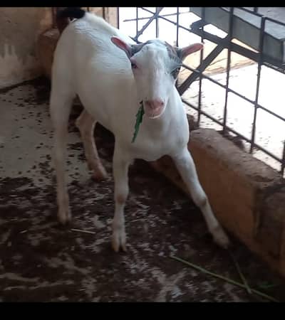 gulabi tadda