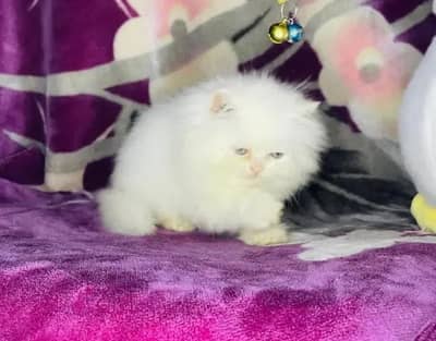 Persian female kitten for sale all Pakistan delivery available