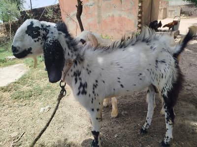 bakra white 40kg