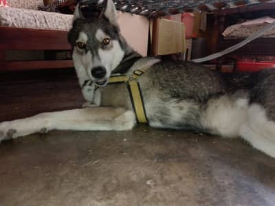 Siberian Husky