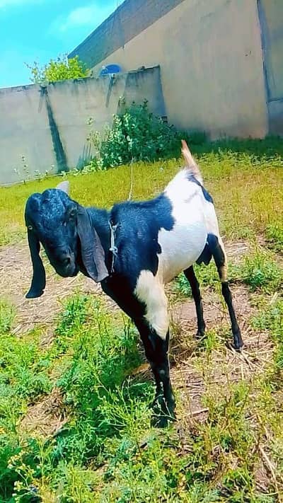 Bakra for sell