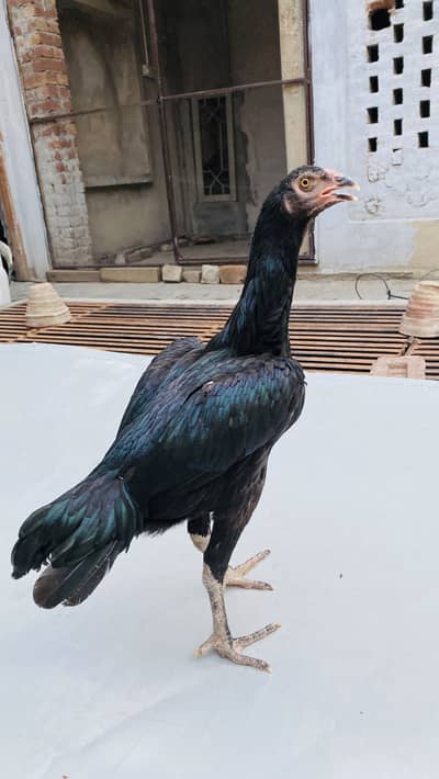 Thai aseel