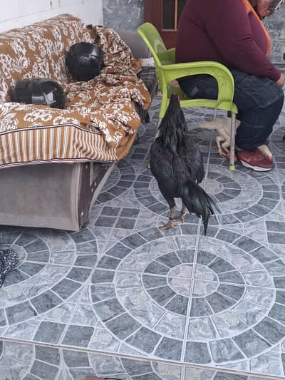 urgent sale