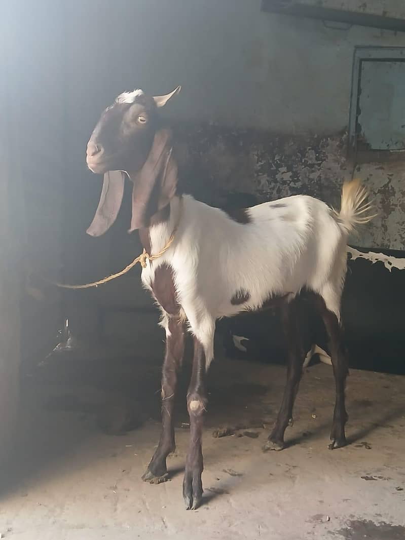 bakra 0