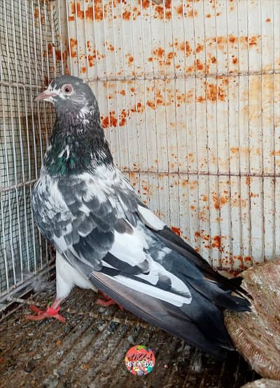 Bajrai Breeder Pair, Dub Wale Or 79 Wali Female For Sale