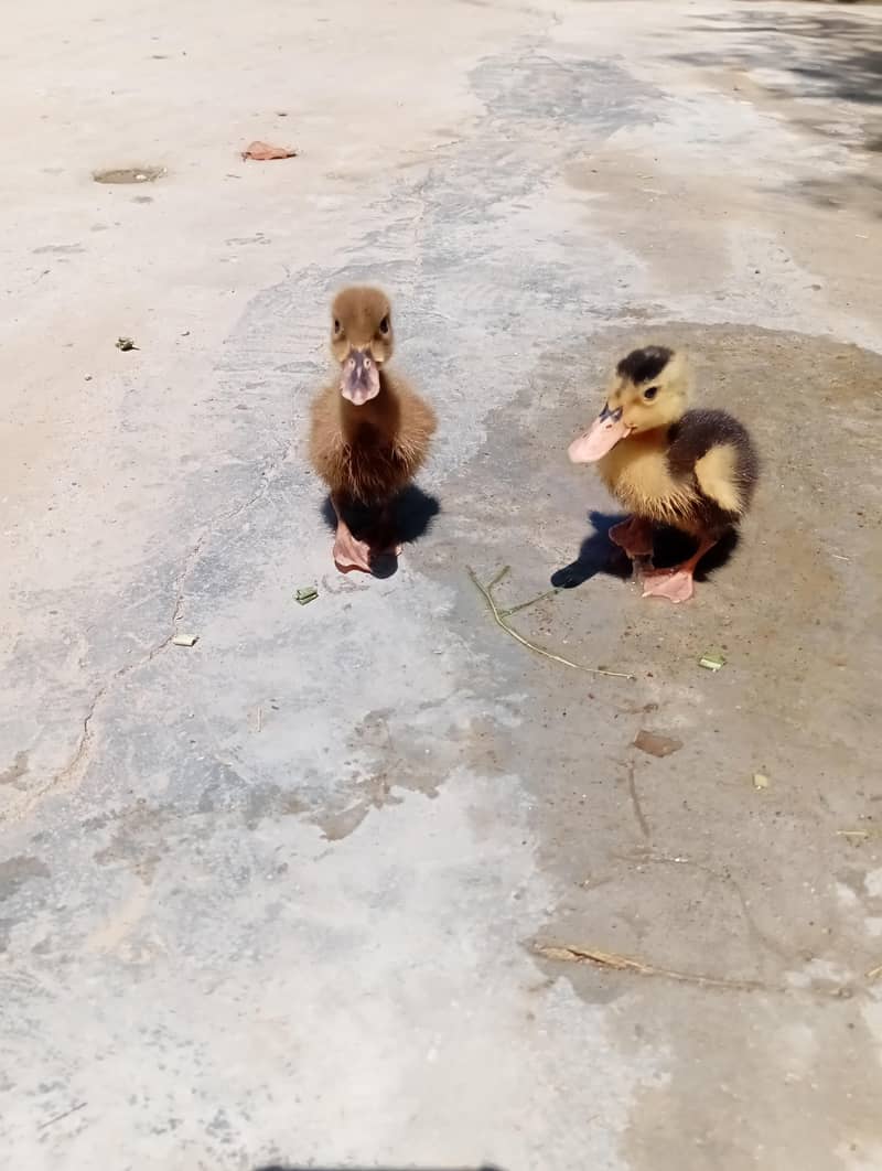 Duckling 0