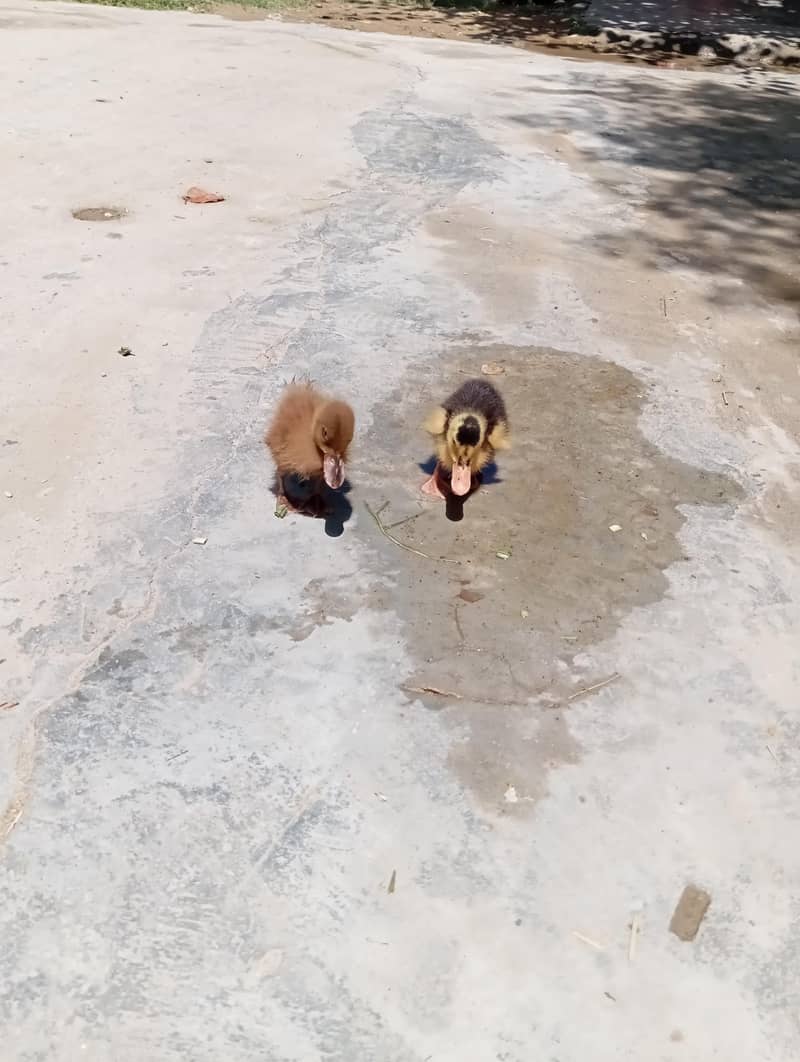 Duckling 1
