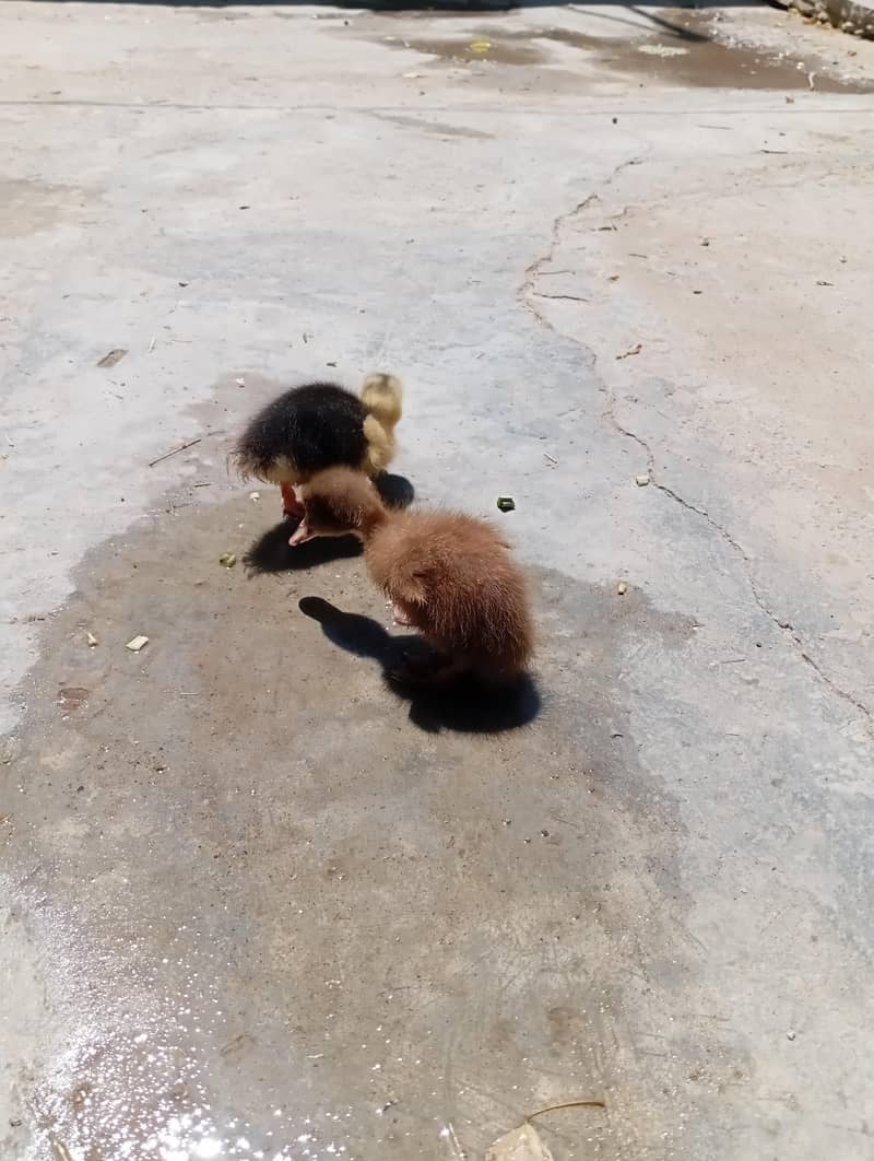 Duckling 2