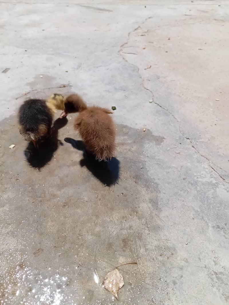 Duckling 3
