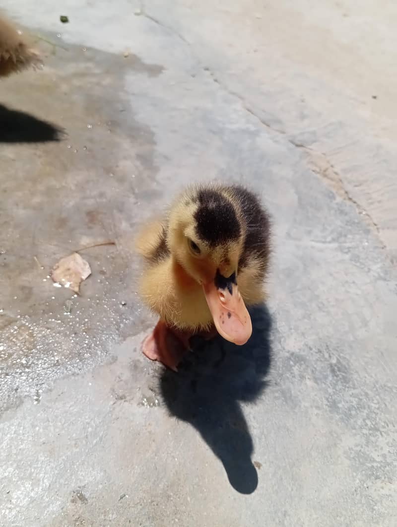 Duckling 4