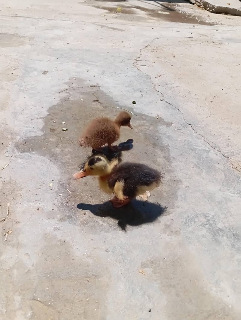 Duckling 5