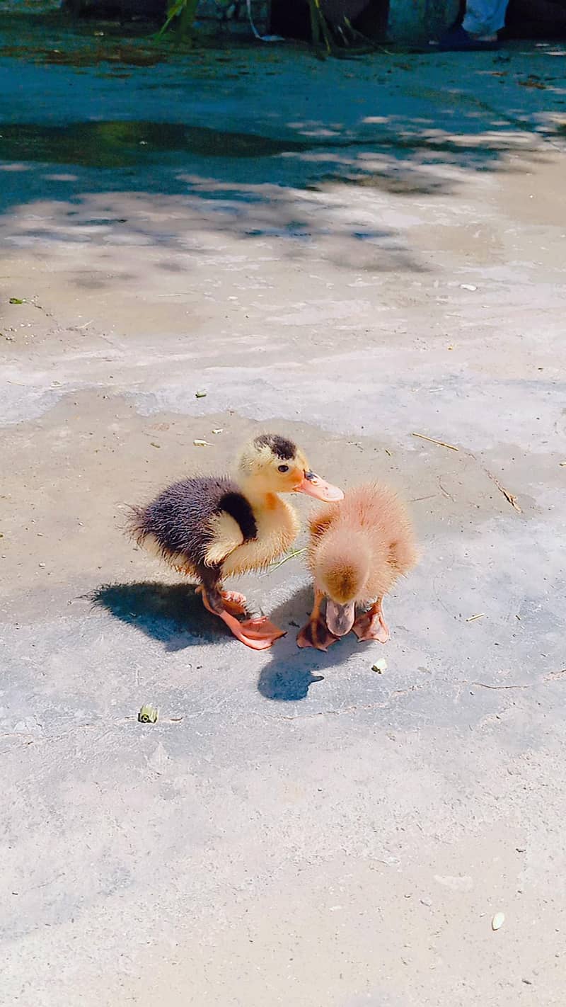 Duckling 6