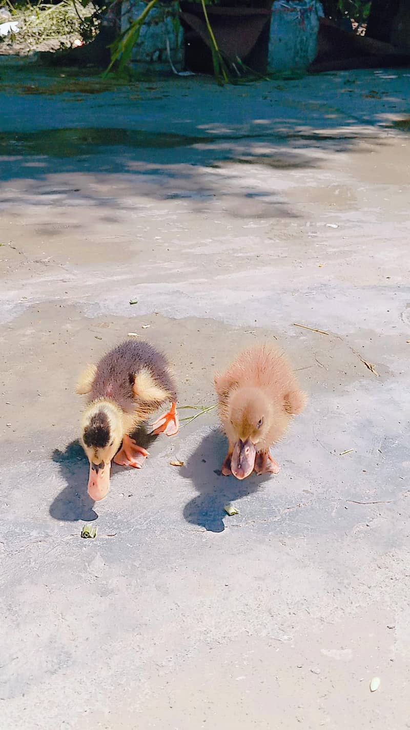 Duckling 7