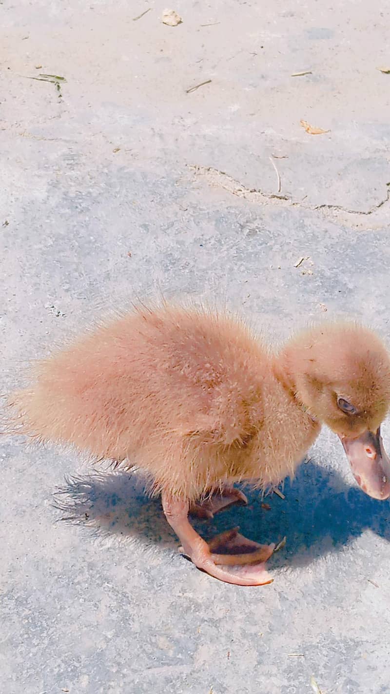 Duckling 8