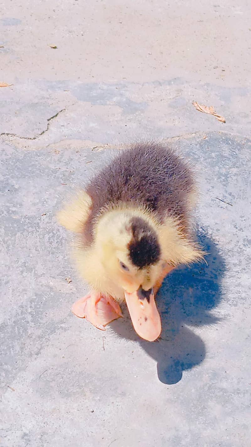 Duckling 9