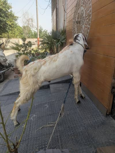 Bakra(2 teeths)